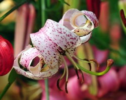 Generally creamy white flowers with red spotting